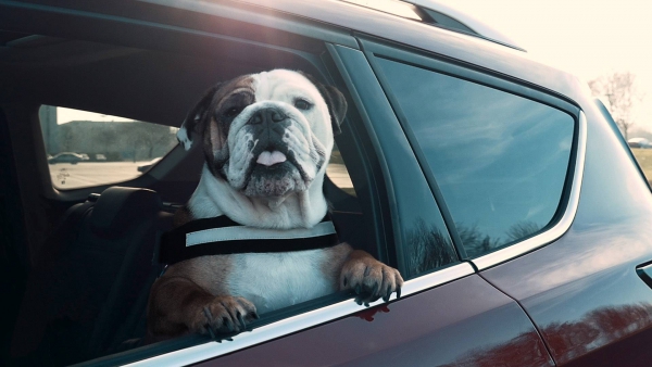 30% van de hondenbezitters veroorzaken onveilige situaties door hond los in auto te vervoeren